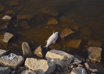 Przyczyny pomoru ryb w Odrze