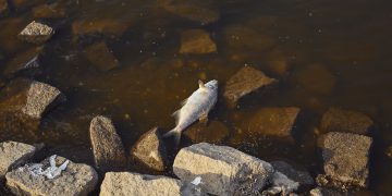 Przyczyny pomoru ryb w Odrze