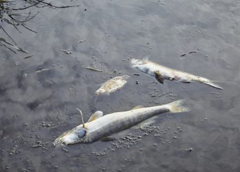 Wojska Obrony Terytorialnej oczyszczają Odrę