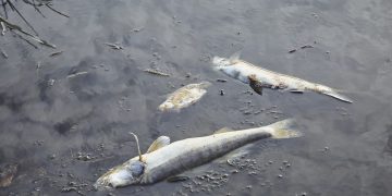 Wojska Obrony Terytorialnej oczyszczają Odrę