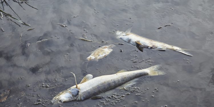 Wojska Obrony Terytorialnej oczyszczają Odrę